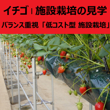 イチゴ | 施設栽培の見学