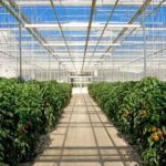 米国・カナダの太陽光利用型植物工場の市場規模＆普及面積